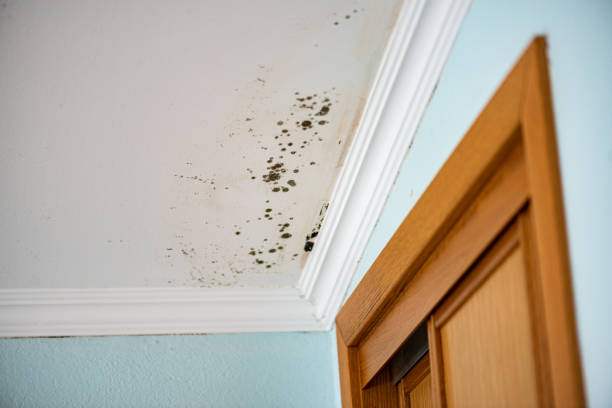 Best Black Mold Remediation in Merion Station, PA